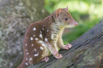 Quoll