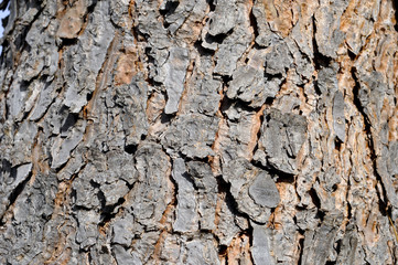 écorde d'arbre - Texture - format paysage