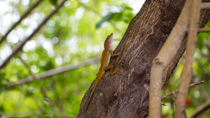 tree on tree