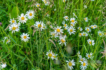 Margeriten und Wildkräuter blühen auf einer Wiese