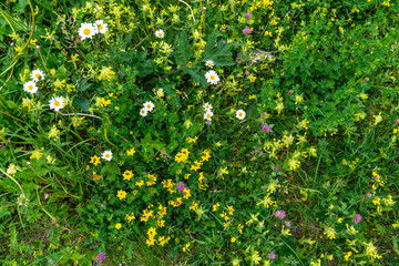 Wilde Blumen und Kräuter auf einer Sommerwiese