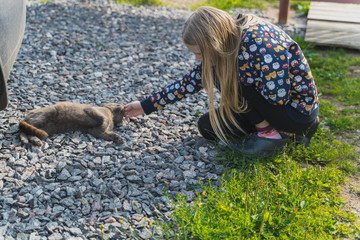 children's hand stroking the gray cat, the cat's eyes are closed, he lies on stones on a sunny day