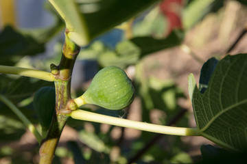 Figs on plant