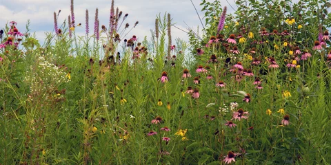 Foto op Plexiglas Native wildflowers on the prairie at Moraine Hills State Park in Illinois © Martha Marks