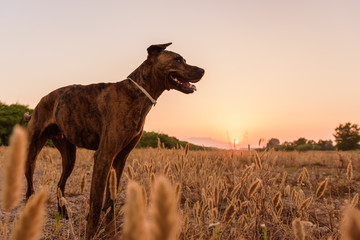 Big dog with short and smooth coat running free on wild meadow with tall grass during beautiful red and orange sunset