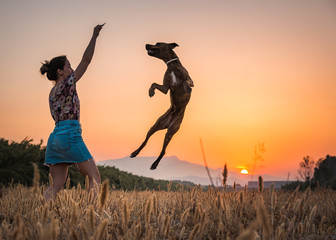 Young woman training big dog in wild nature on background with orange setting sun. Dog jumping up high for treat