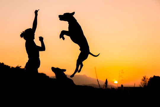 Silhouette of woman training big dog in wild nature on background with orange setting sun. Dog jumping up high for treat