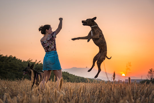 Young woman training big dog in wild nature on background with orange setting sun. Dog jumping up high for treat