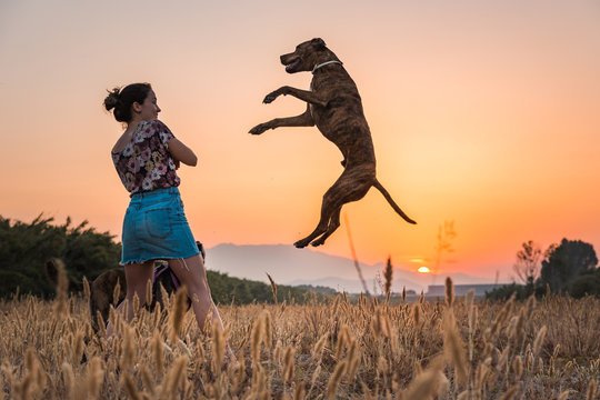 Young woman training big dog in wild nature on background with orange setting sun. Dog jumping up high for treat