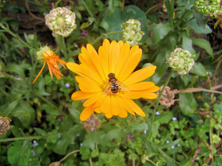 abeille butinant une fleur jaune
