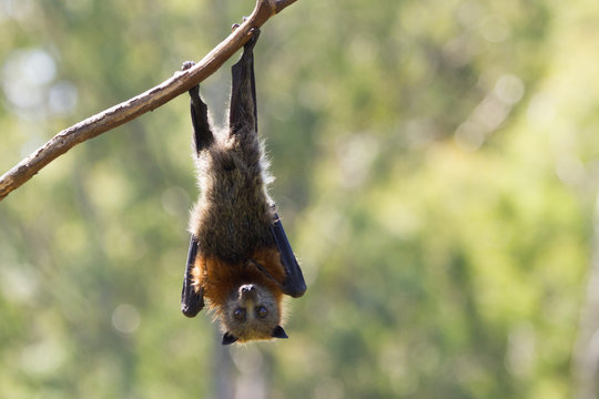 Grey Headed Flying Fox