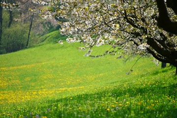 Fototapeta premium Frick, Switzerland, Kirschbäume in Frick