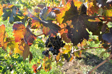 grappe de raisin sur pieds de vigne