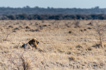 Impression of a Male Lion -Panthera Leo- resting on the plains of Etosha national park, Namibia. Catching the early morning sun.