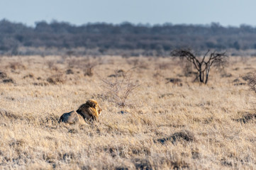 Impression of a Male Lion -Panthera leo- resting on the plains of Etosha national park, Namibia. Catching the early morning sun.
