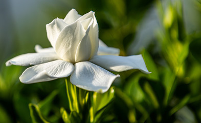 White Gardenia in the Sunlight with Shadows