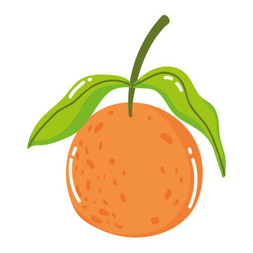Isolated orange fruit vector design