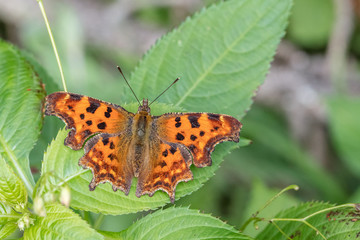 Comma Butterfly (Polygonia c-album) sunbathing on a leaf