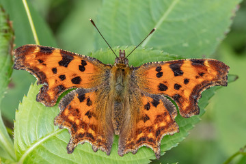 Fototapeta na wymiar Comma Butterfly (Polygonia c-album) sunbathing on a leaf