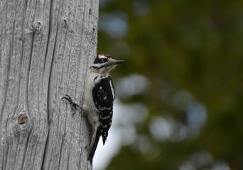 Hairy Woodpecker 