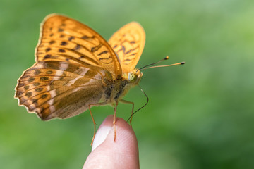 Fototapeta na wymiar Silver-washed fritillary butterfly (Argynnis paphia) sitting on a finger sucking minerals