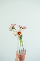 woman holding glass flower vase with pink daisies, copy space, white background