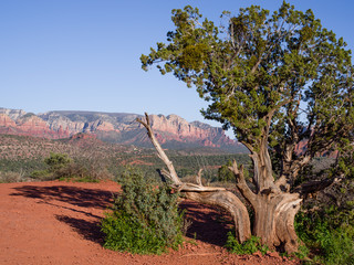 Spring landscape view of Red rock massif near Sedona. Beautiful tree with forked trunk and green top in foreground, low sun - long shadows