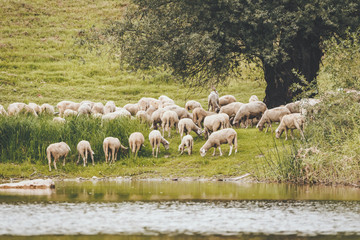 Obraz premium Herd Of Sheep