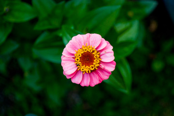 Obraz premium Flor Rosa