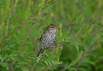 Juvenile Chipping Sparrow