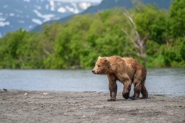 Ruling the landscape, brown bears of Kamchatka (Ursus arctos beringianus)