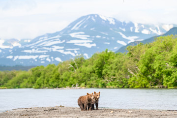 Ruling the landscape, brown bears of Kamchatka (Ursus arctos beringianus)