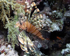 Naklejka na ściany i meble Common Lionfish (Pterois volitans) in the Red Sea