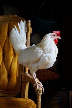 Hen standing on chair