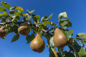 asian pears