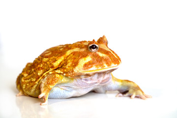 Albino Ceratophrys cranwelli frog on white background with reflection
