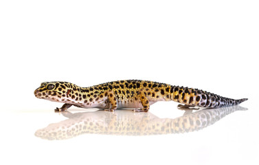 Eublepharis macularius, leopard lizard on white background with reflection