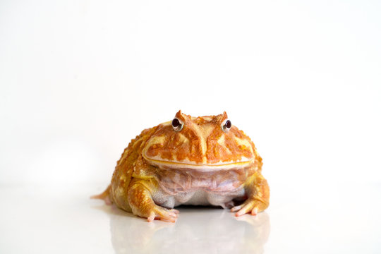 Albino Ceratophrys cranwelli frog on white background with reflection