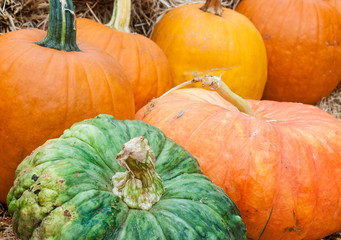 Pumpkins Galore