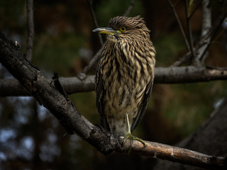 Black-crowned night heron posing on a tree branch. This bird is also known in Argentina as Garza Bruja