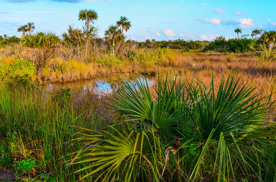 Gator Pool surrounded by Palm Trees; Saw Grass and Palmetta in Everglades National Park