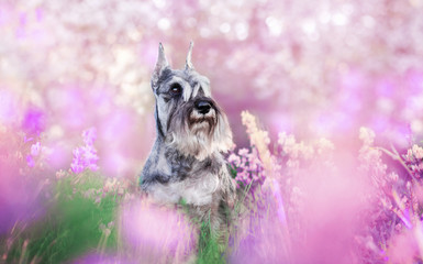 Portraits of the Miniature Schnauzer dog in pink flowers