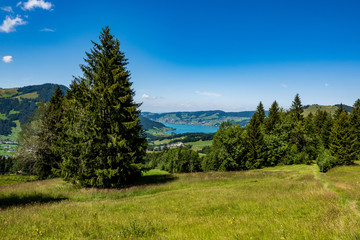 landscape with trees and blue sky