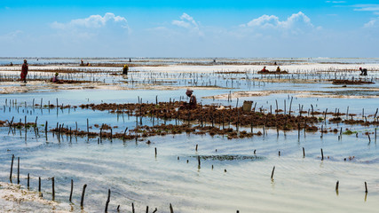woman picking seaweed at the coast of zanzibar