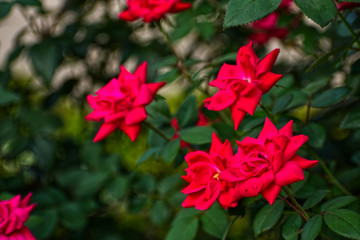 Red flowers