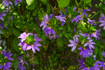 Naklejka premium Purple flowers in a hanging basket.