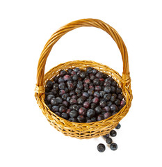 Fototapeta na wymiar fresh blueberries in a basket isolated on white background