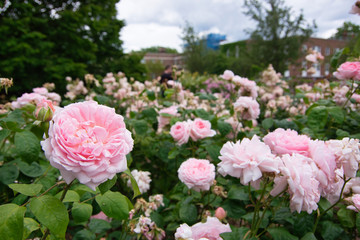 pink rose flowers in a garden