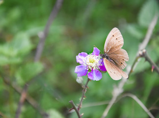 butterfly on flower