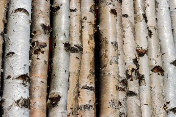 background, bark texture birch, birch bark